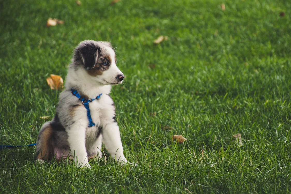 推介: 梳乎狗 SoFu Dog