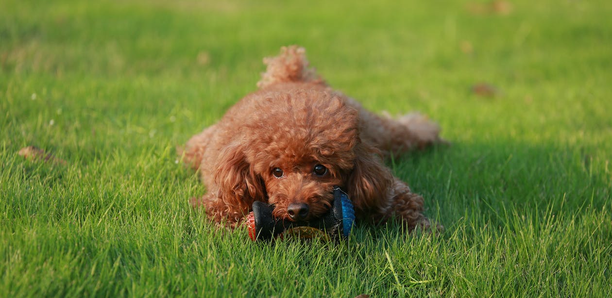 推介: Baby Poodle