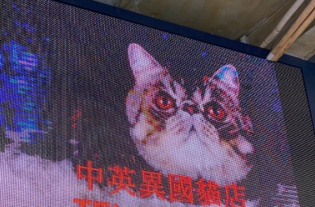 推介: 中英異國貓店