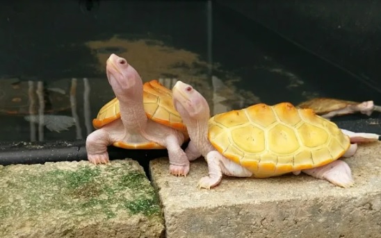 推介: 龜仔樂園 TurtlePark