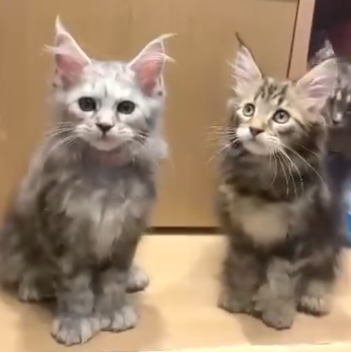 推介: Cat Street 貓の部落