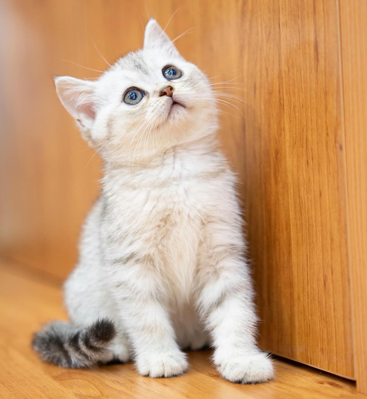 推介: 貓咪博士 Master Cat