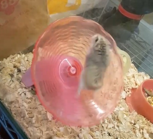 推介: 屁屁樂園 - 小動物用品及美容