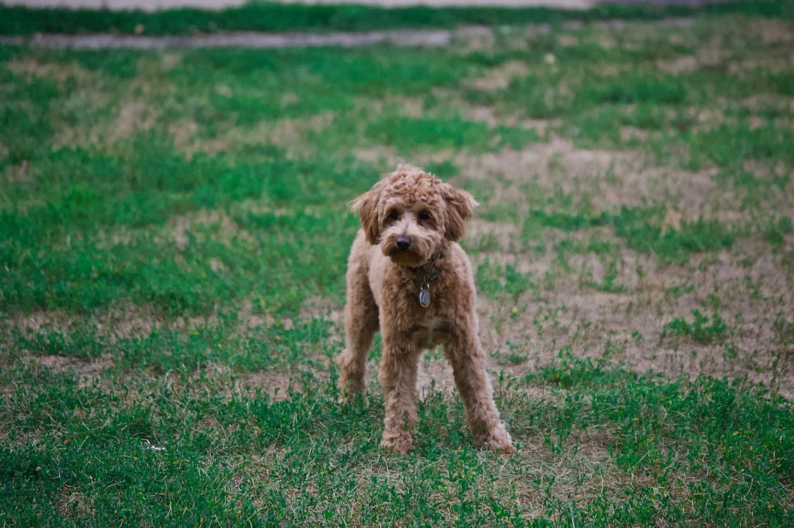 推介: Poodle's Club House