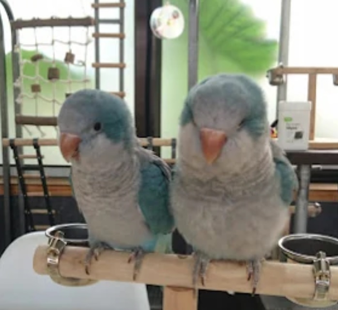 推介: 忘不鳥鸚鵡店 Forever Birds