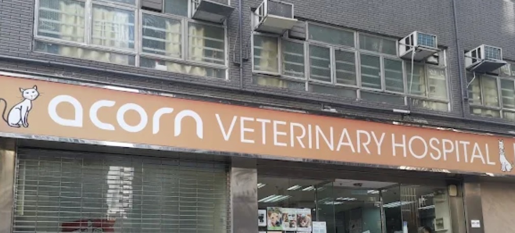 香港獸醫診所推薦: 雅各動物醫院
