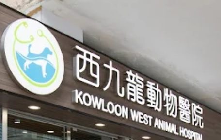 香港獸醫診所推薦: 珍寵西九龍動物醫院