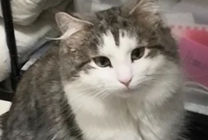 推介: 太陽動物醫務所