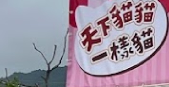 推介: 天下貓貓一樣貓