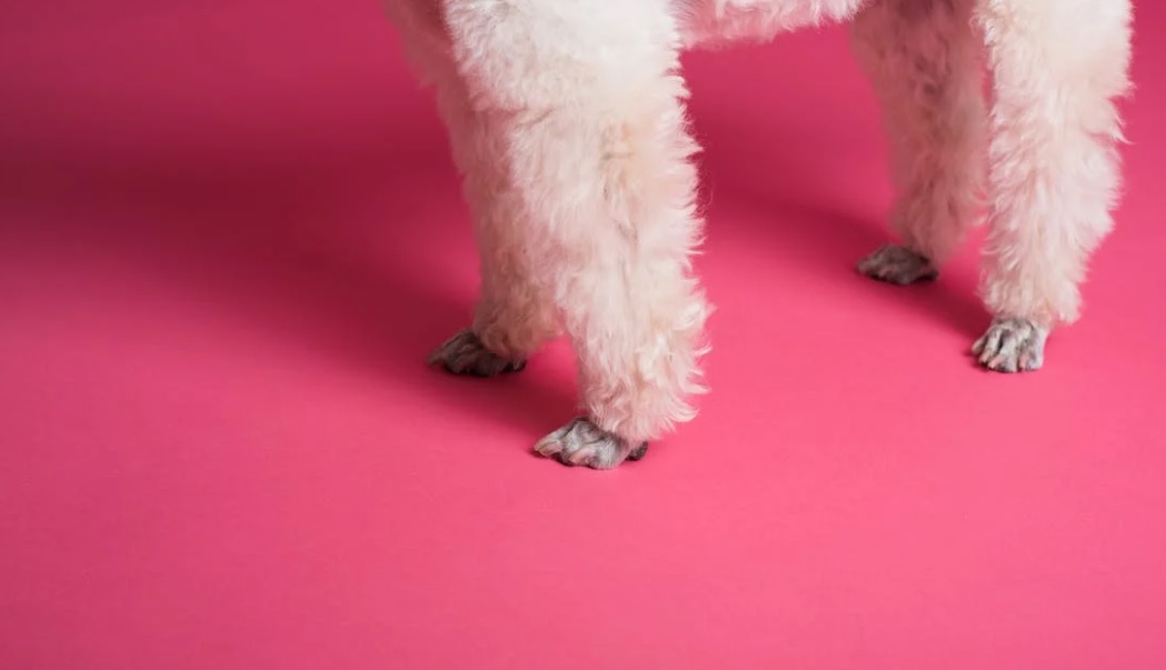 推介: C C Poodle