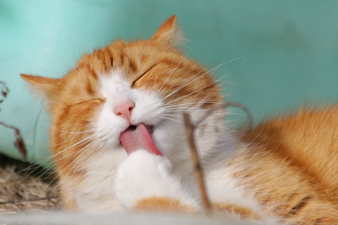 推介: Pet Architect