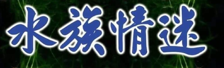 推介: 荃灣水族情迷 AquaDesign