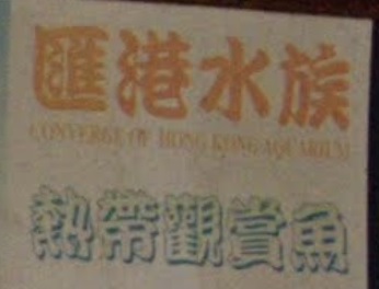 推介: 匯港水族
