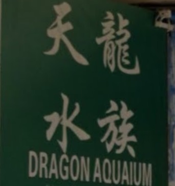推介: 天龍水族  - 龍魚專門店 Dragon Aquaium