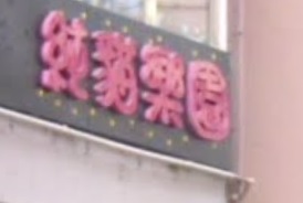 推介: 純貓樂園