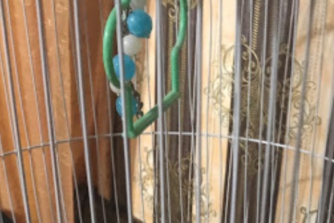 推介: 鸚鵡店 Parrot Shop (通菜街)